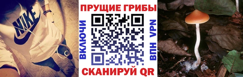 Псилоцибиновые грибы Psilocybe  наркошоп  Красноармейск 